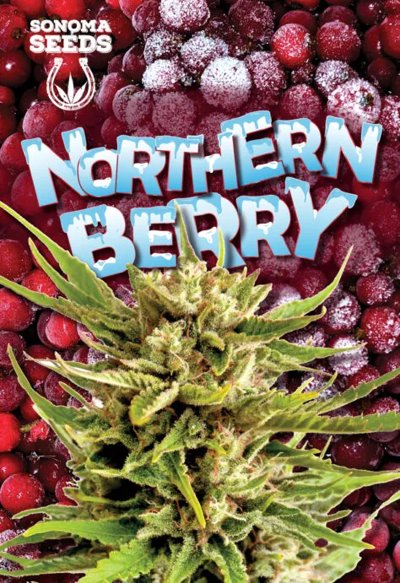 Northern Berry Autoflowering