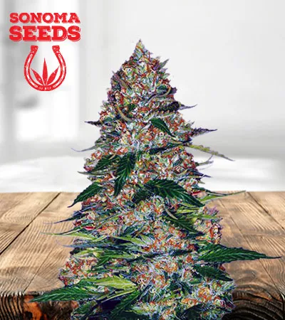 Northern Lights Autoflowering