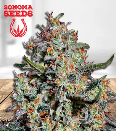 northern-mango-autoflowering-image