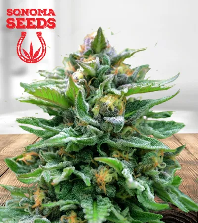 Northern Wreck Autoflowering