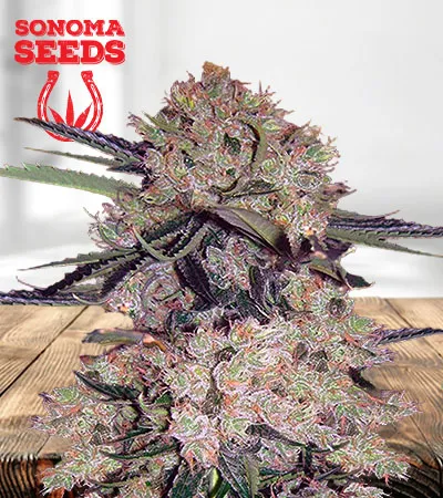 NYC Diesel Autoflowering
