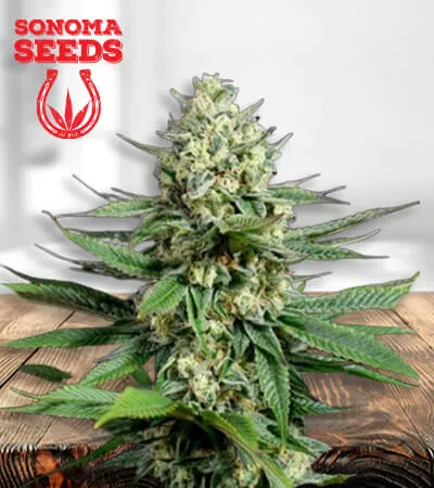 og-kush-fast-version-image