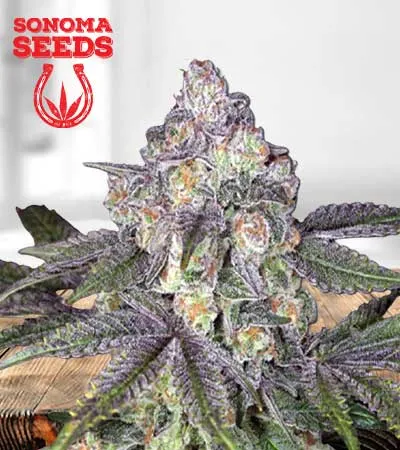 Orange Cake Autoflowering
