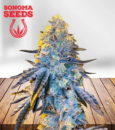 papaya-autoflowering-image