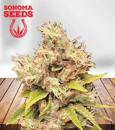 papaya-regular-image