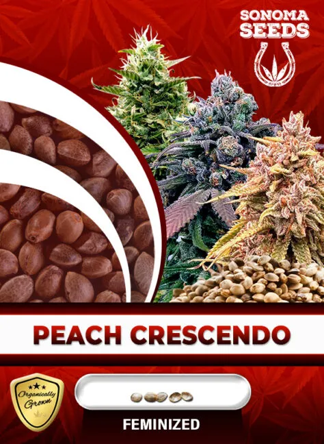 peach-crescendo-image