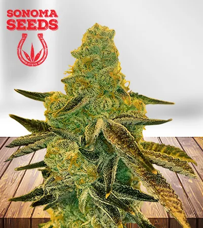peanut-butter-breath-feminized-fast-version-image