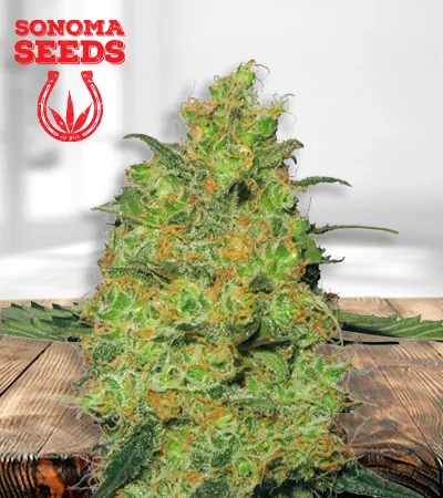 Pineapple Autoflowering