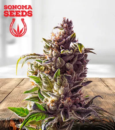 Pineapple Express Autoflowering