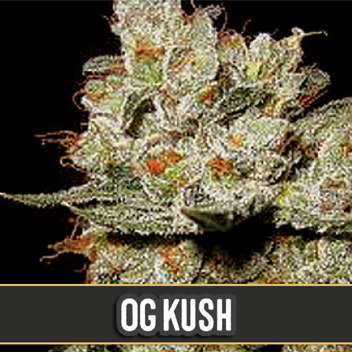 og's-kush-image