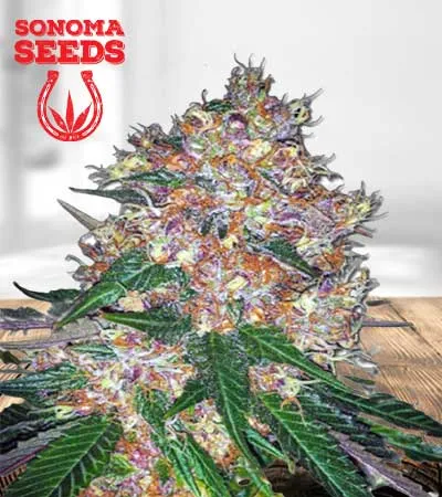 Pink Runtz Autoflowering