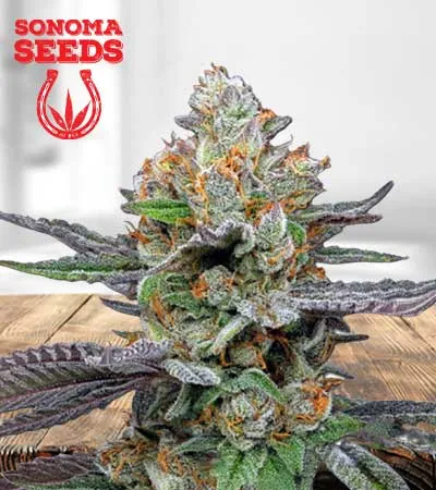 Pink Sunset Autoflowering