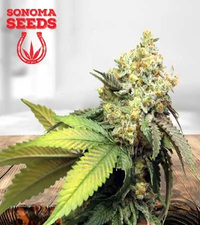 Pure Kush