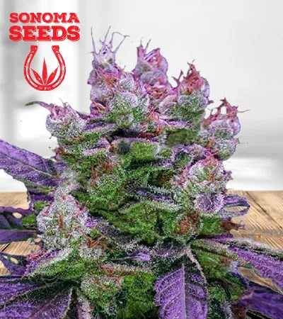 Purple Dream Feminized Fast Version
