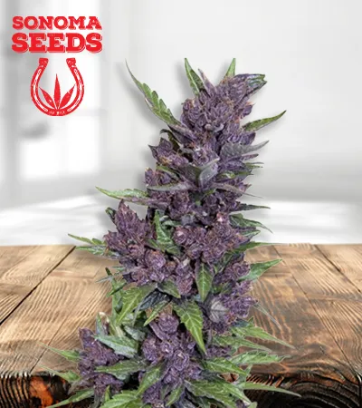 Purple Kush Autoflowering