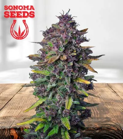 purple-punch-autoflowering-image
