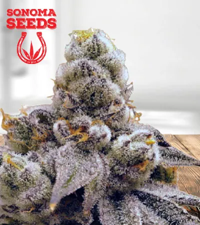 Purple Punch Feminized Fast Version