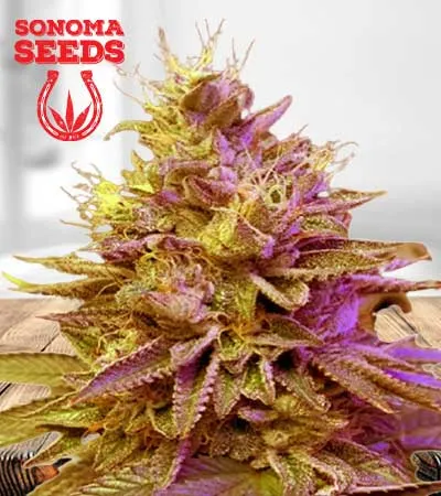 Redwood Kush Fast Version