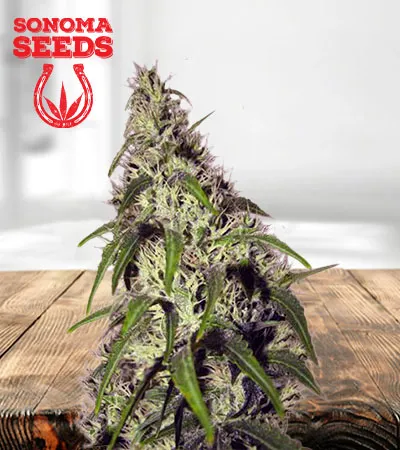 revolver-autoflowering-image