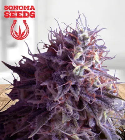 runtz-autoflowering-image