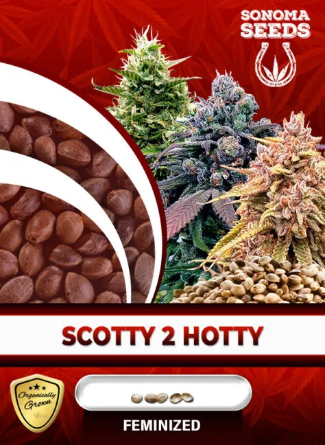 scotty-2-hotty-image