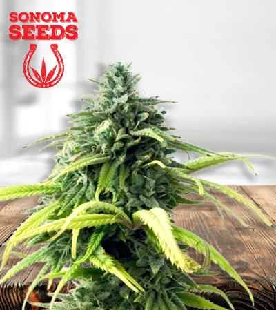 skunk-1-autoflowering-image