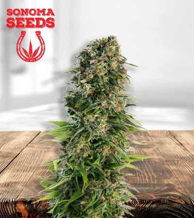 skunk-autoflowering-image
