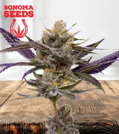 Skywalker Autoflowering