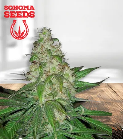 sour-diesel-autoflowering-image