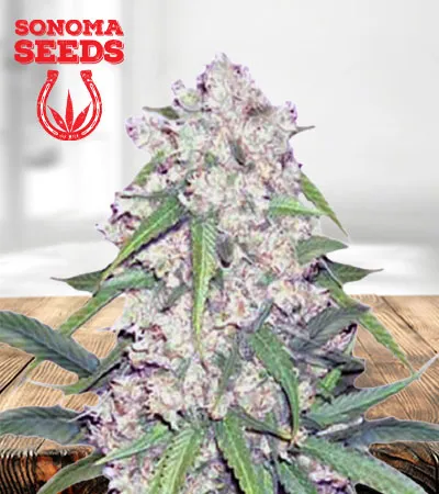 sour-flower-autoflowering-image