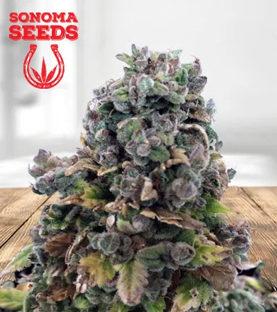 Sour Girl Autoflowering
