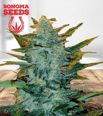 Sour Maui Autoflowering