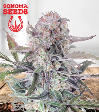Sour OG