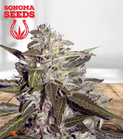 Sour Pinot Autoflowering