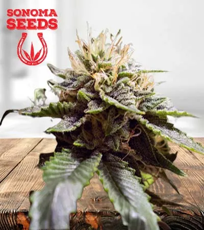 sour-strawberry-image