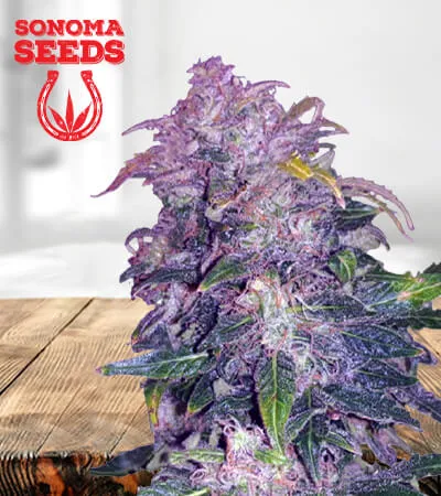 Space Cookies Autoflowering
