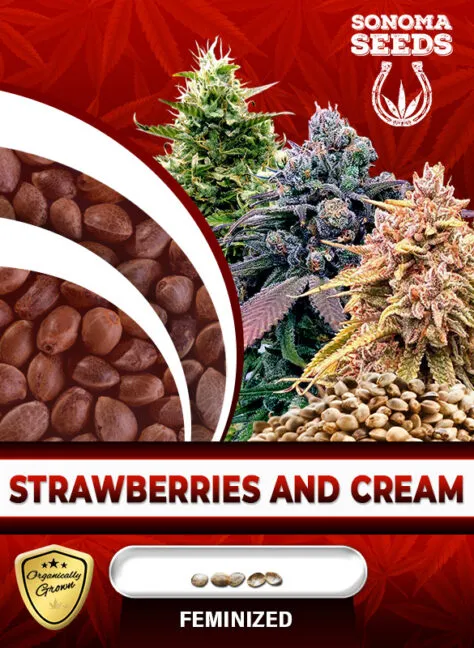 strawberries-and-cream-image