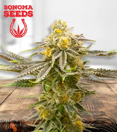 Strawberry Cheese Autoflowering