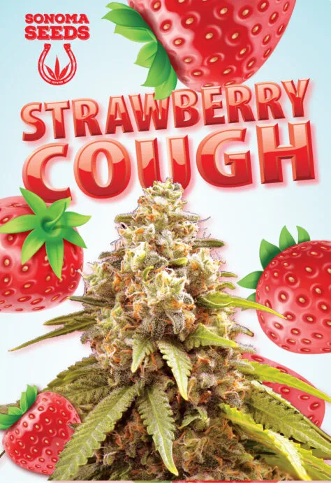 strawberry-cough-autoflowering-image