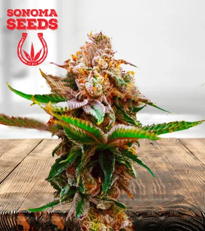 Strawberry Kush Autoflowering