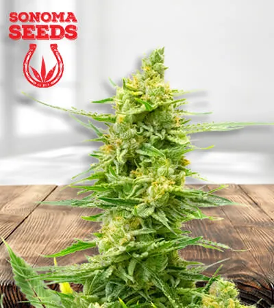 Strawberry Kush CBD