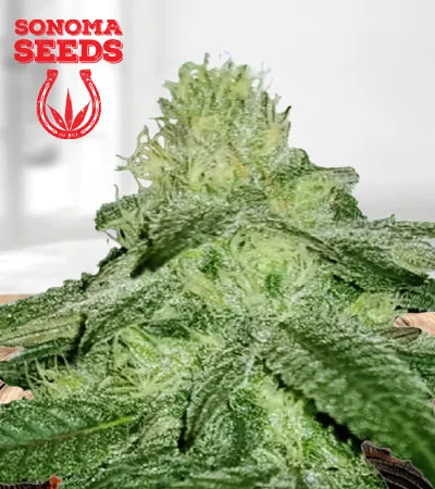 Sugar Kush Fast Version