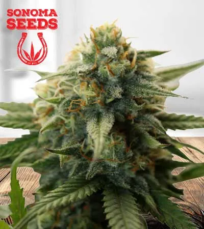 Super Bud