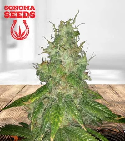 Super Bud Autoflowering