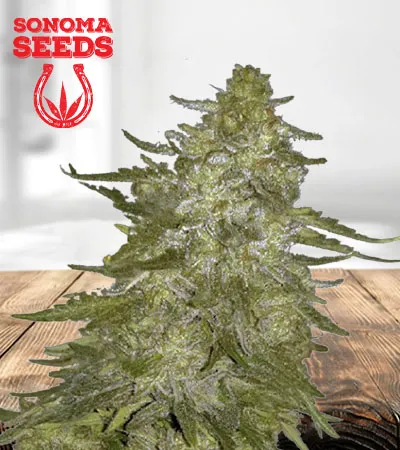 Super Hash Autoflowering