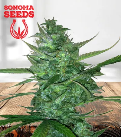 Super Sour Diesel Autoflowering