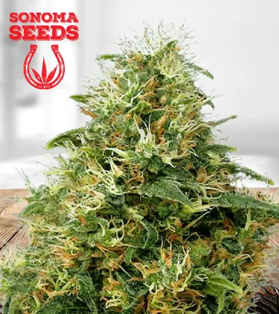sweet-mango-autoflowering-image