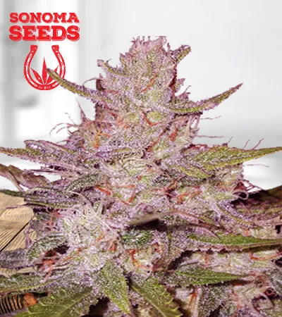 Tangerine Dream Autoflowering
