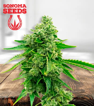 Tangie CBD