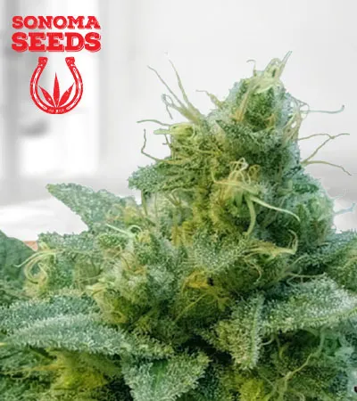 Thai Autoflowering